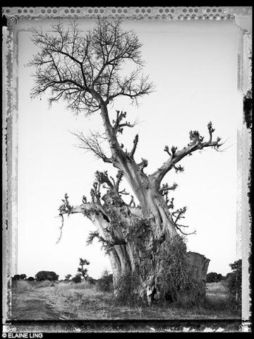 ®Elaine Ling - Baobab, tree of generation 00 