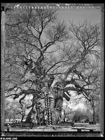 ®Elaine Ling - Baobab, tree of generation 01