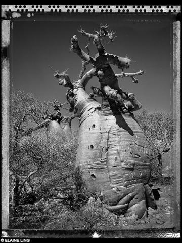 ®Elaine Ling - Baobab, tree of generation 03