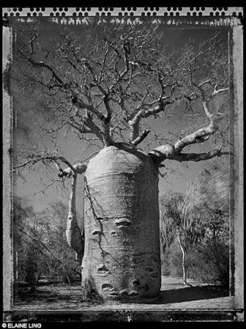 ®Elaine Ling - Baobab, tree of generation 04